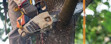 How Our Tree Care Process Works  in  East Hemet, CA