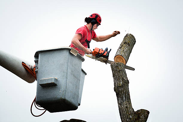 Reliable East Hemet, CA Tree Care Solutions