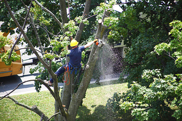 Lawn Watering Services in East Hemet, CA